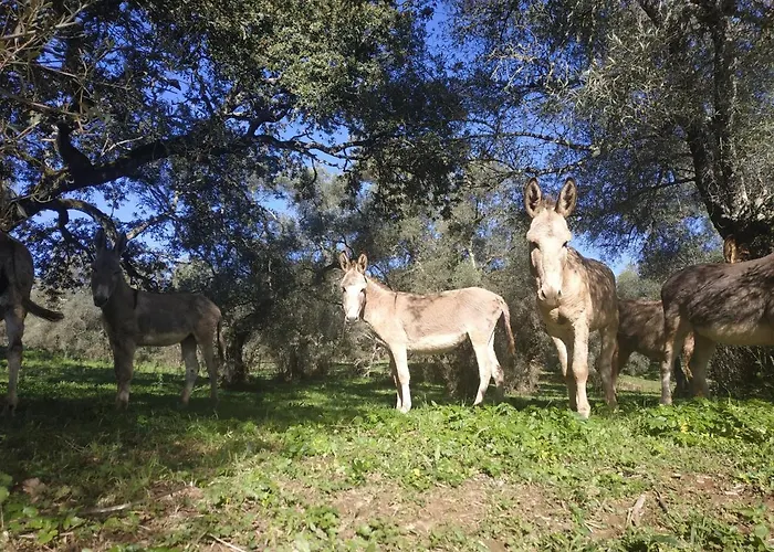 La Era De San Blas Fuentes de León